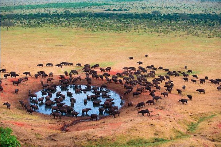 2 Days Tanzania Safari - Lake Manyara and Tarangire National Park