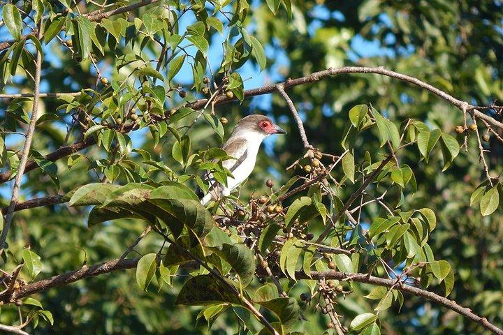 Private Tour: Birdwatching from Cancun