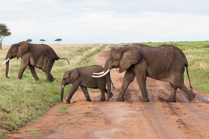 9-Days Best of Kenya Wildlife Private 4X4 Jeep Safari