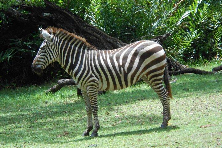 Mombasa Private City Tour & Haller park Sanctuary with sea food luch