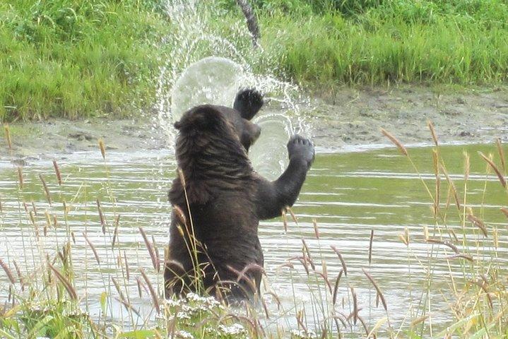 Wildlife and Glaciers with a walk in the Rainforest