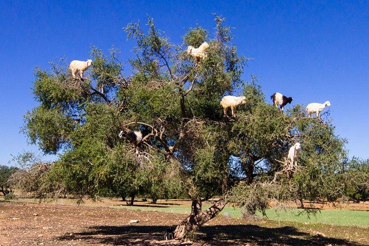 Day Trip To Essaouira MoGador and Argan Tress forests