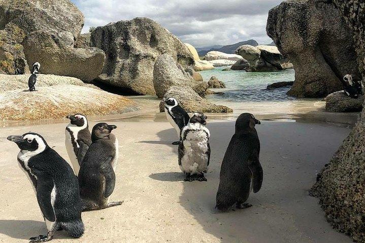Cape Town: Cape Peninsula Private Tour Full Day