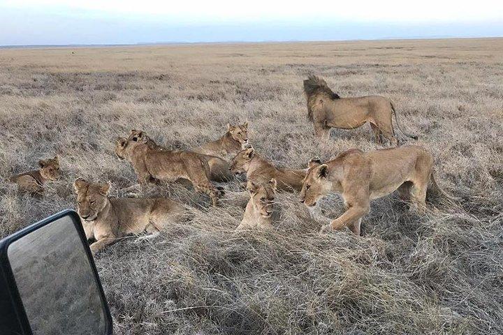 5 Days Budget Tanzania Safari: Serengeti and Ngorongoro Crater