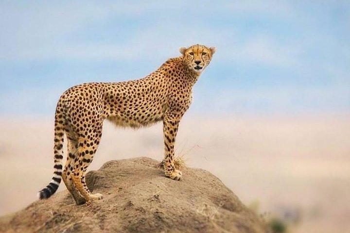 5 Days Budget Tanzania Safari: Serengeti and Ngorongoro Crater