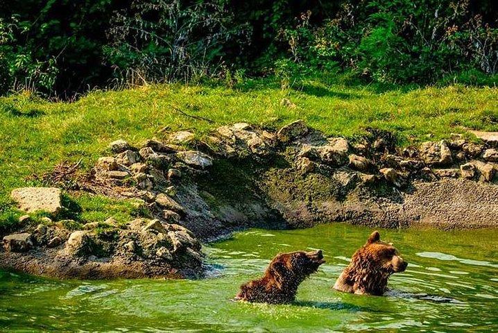 Transylvania with Dracula Castle, Bear Sanctuary and Brasov