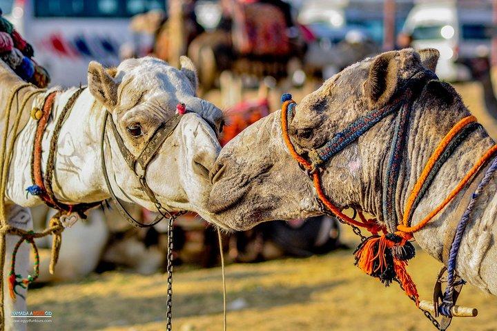 Day Tour to Giza Pyramids, Cairo Downtown, & Islamic Cairo
