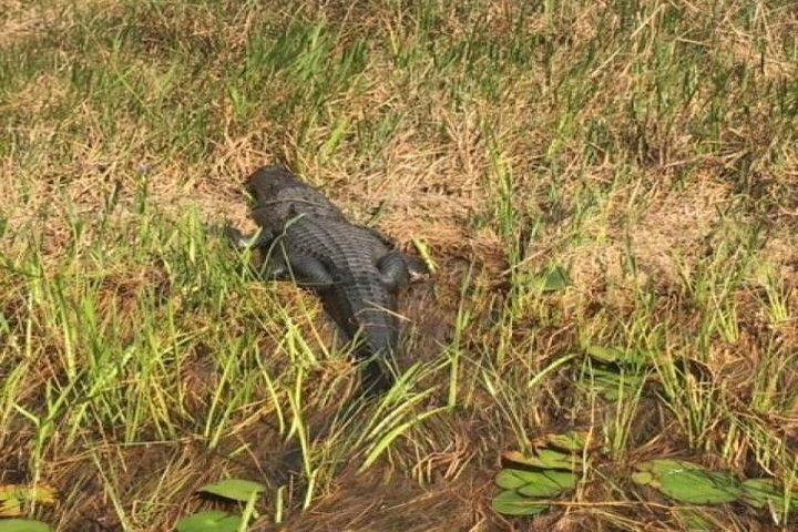 Semi-Private 1-Hour Airboat Tour of Miami Everglades