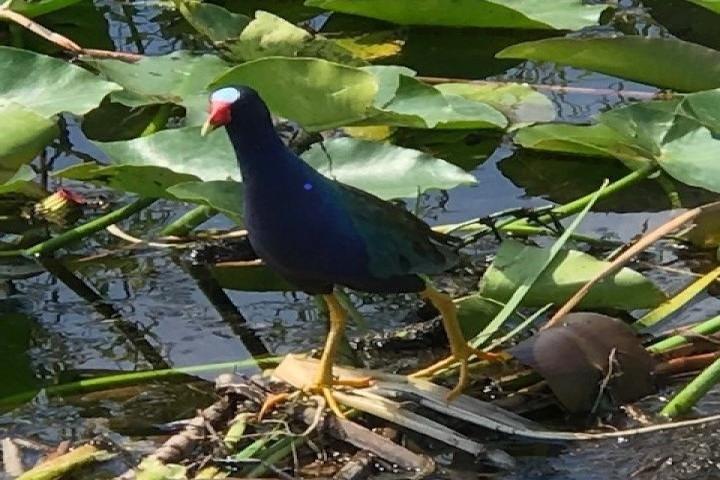 Semi-Private 1-Hour Airboat Tour of Miami Everglades