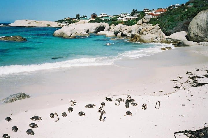 Ultimate Cape Point Tour from Cape Town - Full Day