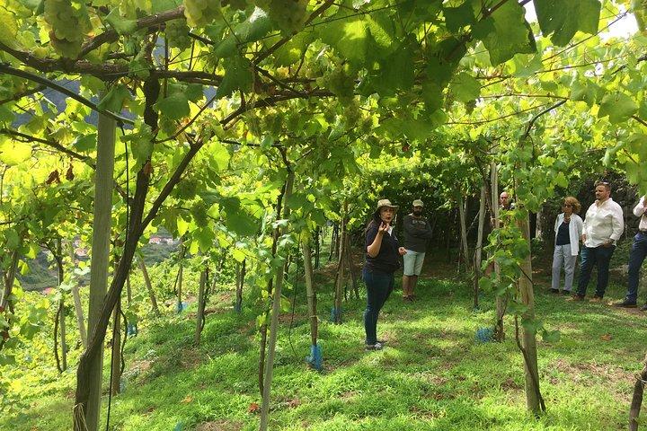Skywalk with Wines Tasting and Vineyards Half day 4x4 Adventure