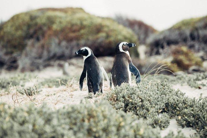 Full-Day Best of the Cape, Peninsula, Cape Point and Stellenbosch Tour