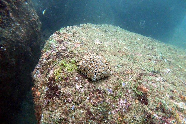 Scuba Diving in Unawatuna