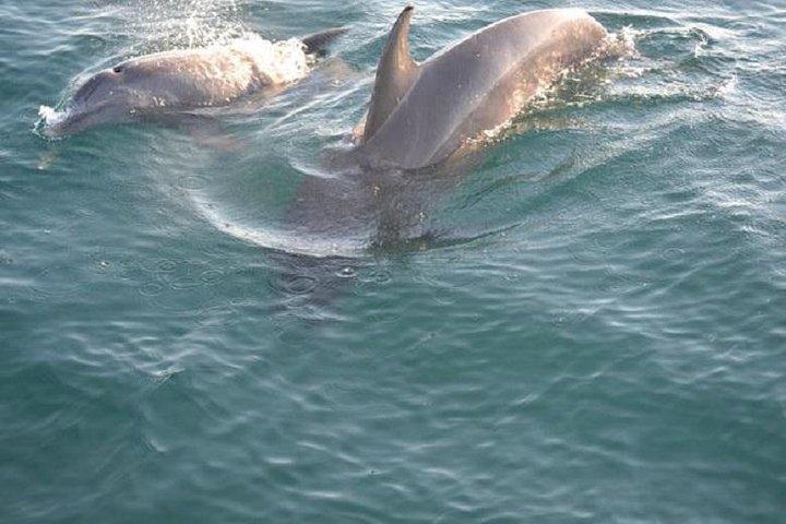 Sunset Dolphin Sail Aboard the Footloose Catamaran
