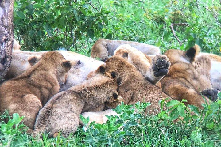 6 Day Luxury Lodge Wildlife Safari :Northern Tanzania on 4x4 Jeep