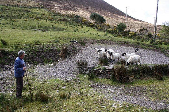 Killarney Super Saver: Dingle and Slea Head Day Trip plus Ring of Kerry and Killarney Lakes Day Trip