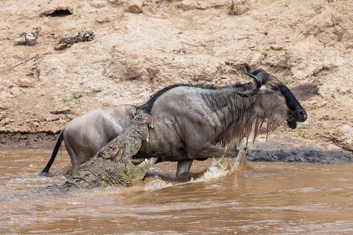 6 Days Migration Safari Serengeti and Ngorongoro Crater