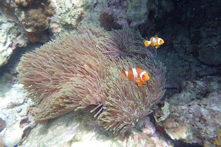 Snorkel Adventure Sea Tour to Koh Rok and Koh Haa from Koh Lanta