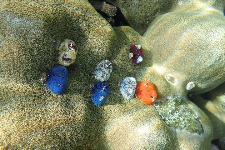 Snorkel Adventure Sea Tour to Koh Rok and Koh Haa from Koh Lanta