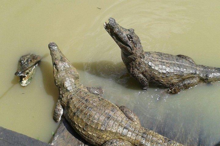 Native Aquatic Species, Jungle Hike & Animal Rescue Center -All tickets included