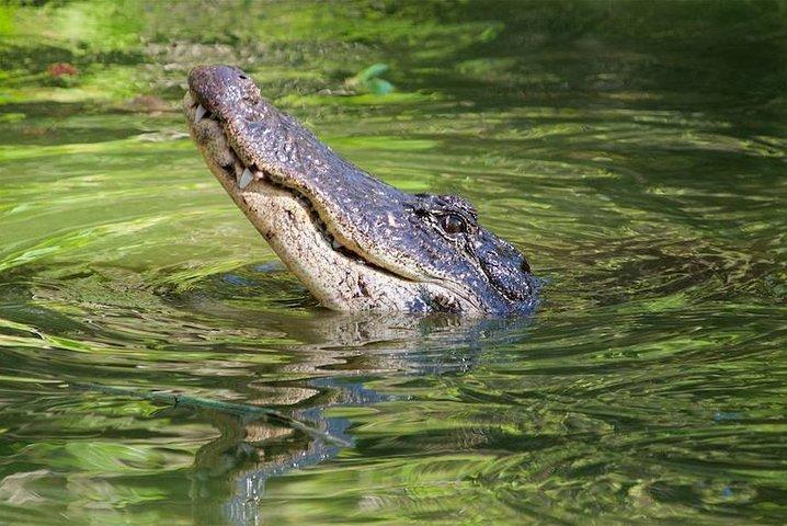 Western Everglades Adventure Tour