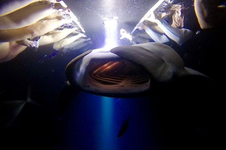 Night Manta Ray Experience