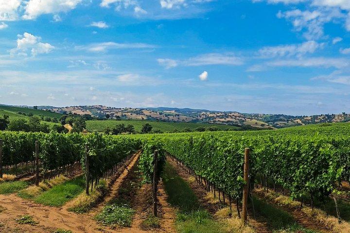 Private Transfer from Rome (or FCO Airport) to Florence with stops along the way