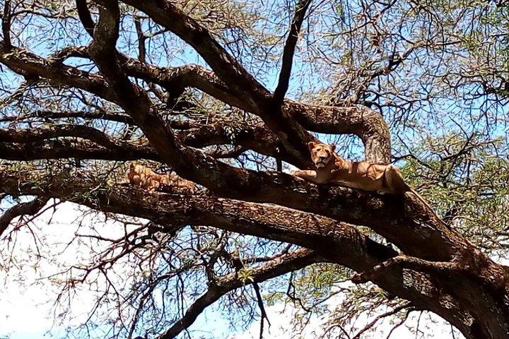 Lake Manyara, Serengeti and Ngoro Ngoro 4 days group joining tour
