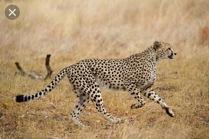 Full-Day Pilanesberg National Park from Johannesburg and Pretoria
