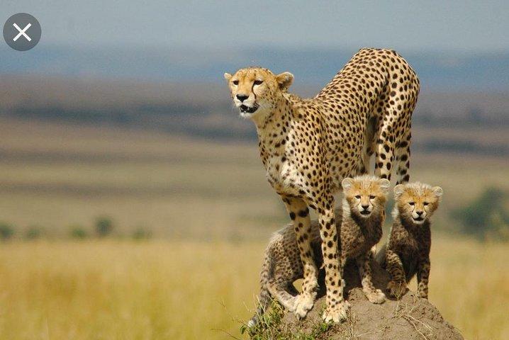 Full-Day Pilanesberg National Park from Johannesburg and Pretoria