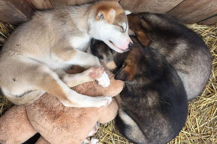 Skagway Shore Excursion: Yukon Dog Sledding and Sightseeing Tour