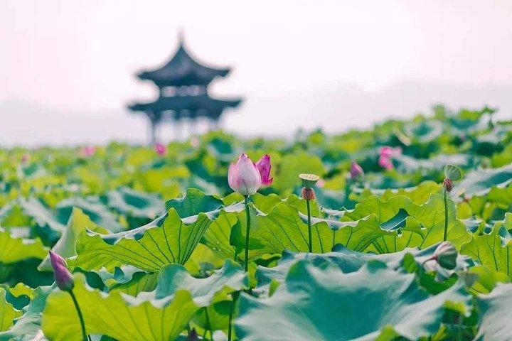Flexible Hangzhou Private Tour from Shanghai by Bullet Train