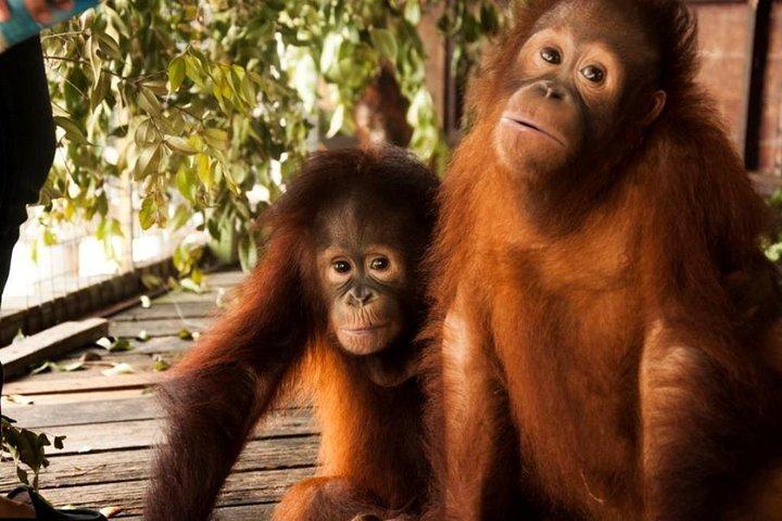 Orang Utan Island and Perak Tong Cave Temple Day Tour from Kuala Lumpur