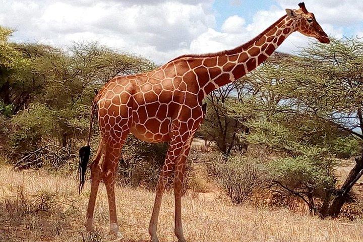 Maasai mara, Nakuru, Amboseli and Tsavo west National parks Safaris