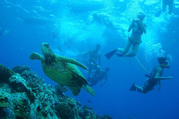 Maui: Molokini and Turtle Town Snorkeling aboard Pride of Maui