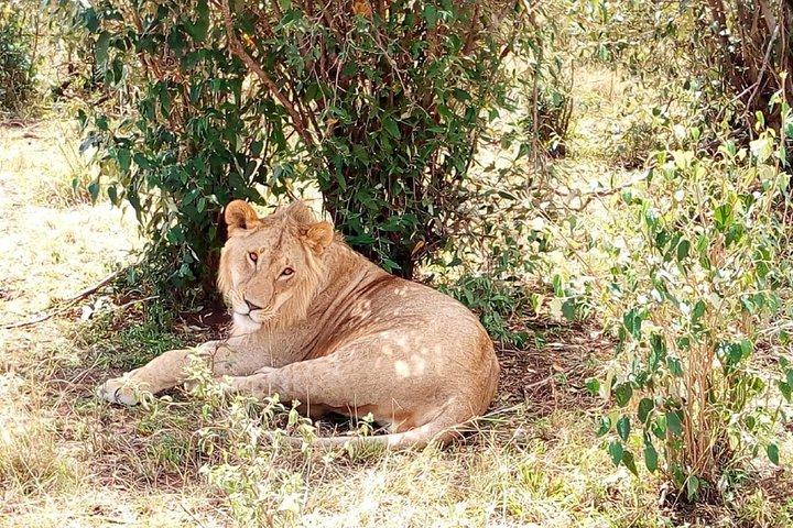 Amboseli national park full day tour