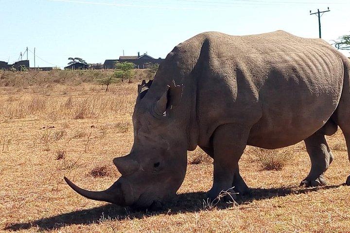 Lake Nakuru National park day trip