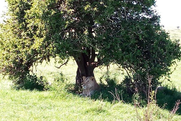 Lake Nakuru National park day trip