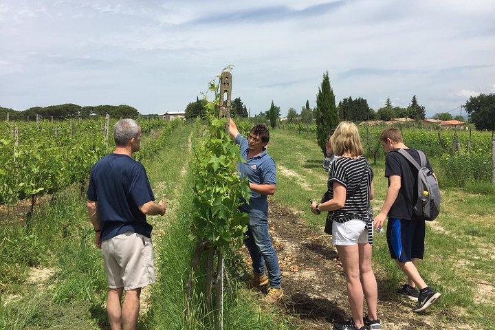 Brunello di Montalcino, small biodynamic wineries