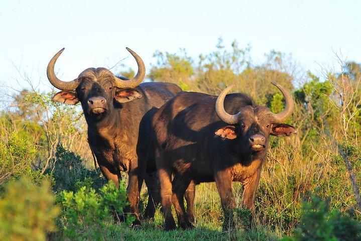 12-Days Mount Kenya Hike ,Lake Nakuru & Masai Mara Safari