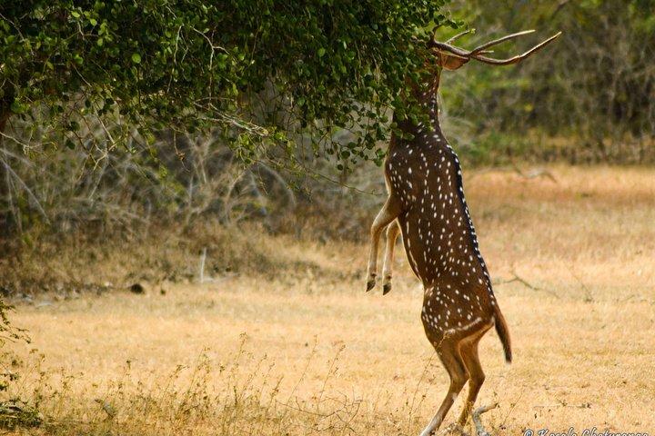 2 Days Tour to Udawalawe & Yala National Park From Colombo
