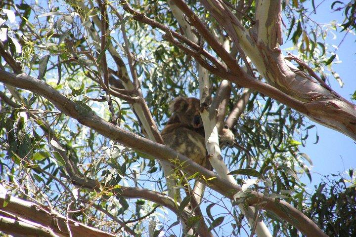 Stradbroke Island 4WD Day Trip from Brisbane