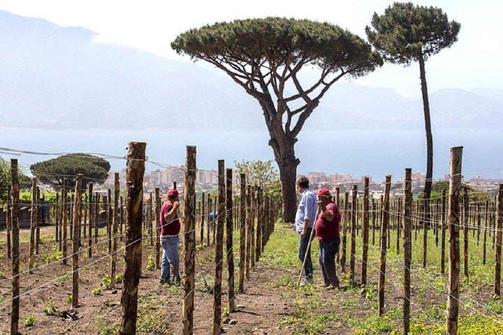 Organic Wine Tasting & Lunch on Vesuvius with Transfer from Naples