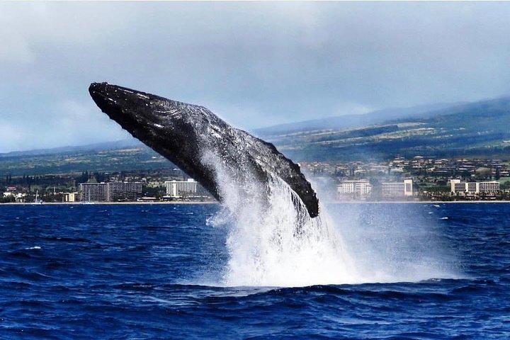 Maui: Whale Watching Cruise with Open Bar from Ka'anapali Beach
