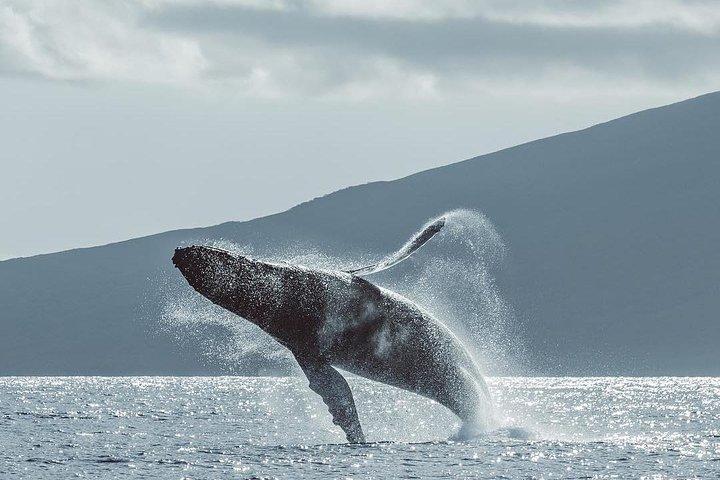 Maui: Whale Watching Cruise with Open Bar from Ka'anapali Beach