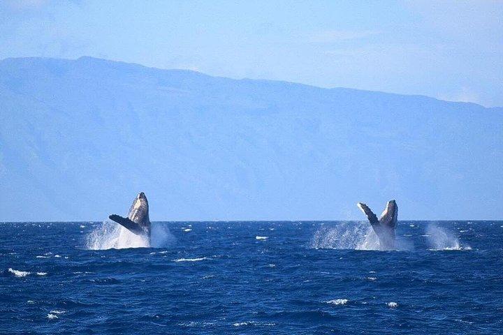 Whale Watching from Ma'alaea Harbor