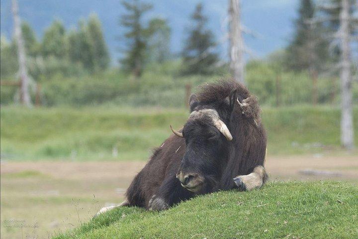 Glaciers and Wildlife: Super Scenic Day Tour from Anchorage
