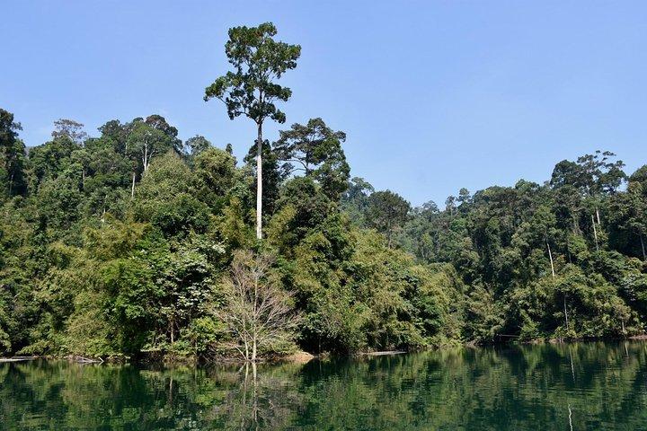 Full-Day Tour to Cheow Lan Lake in Khao Sok National Park from Krabi