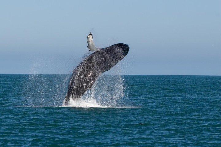 Whale Watching From Colombo