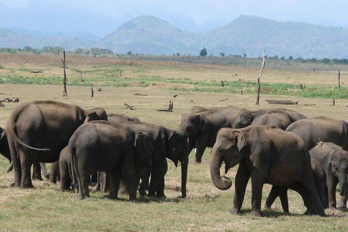 Day tour to Udawalawe from Colombo